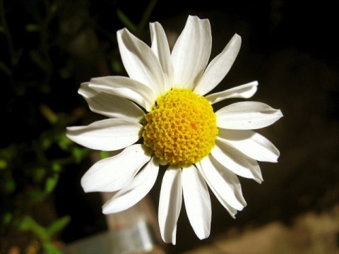 20110521-084237.jpg