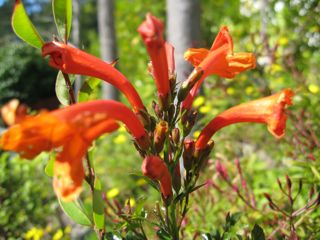 Flor del jardín