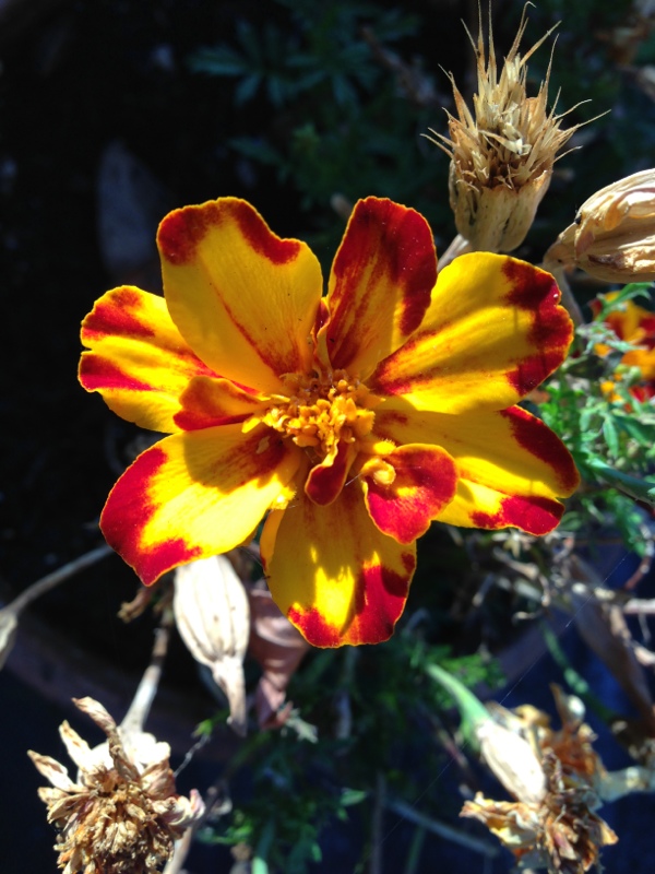 Una flor