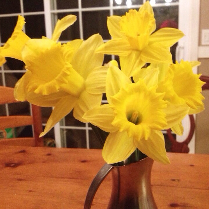 Narcisos