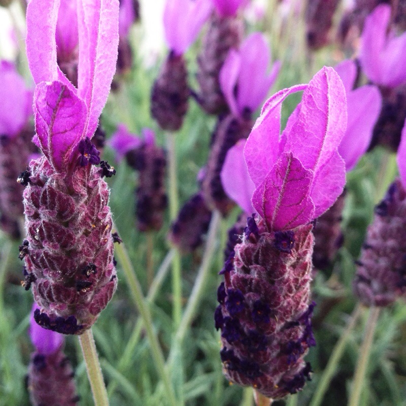 Flores