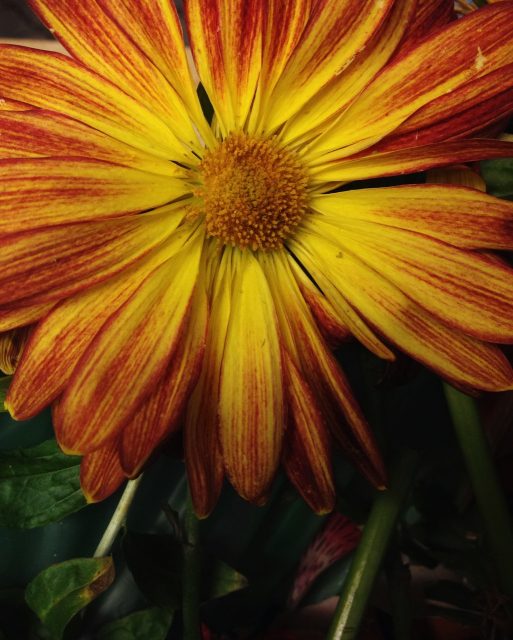 Una flor