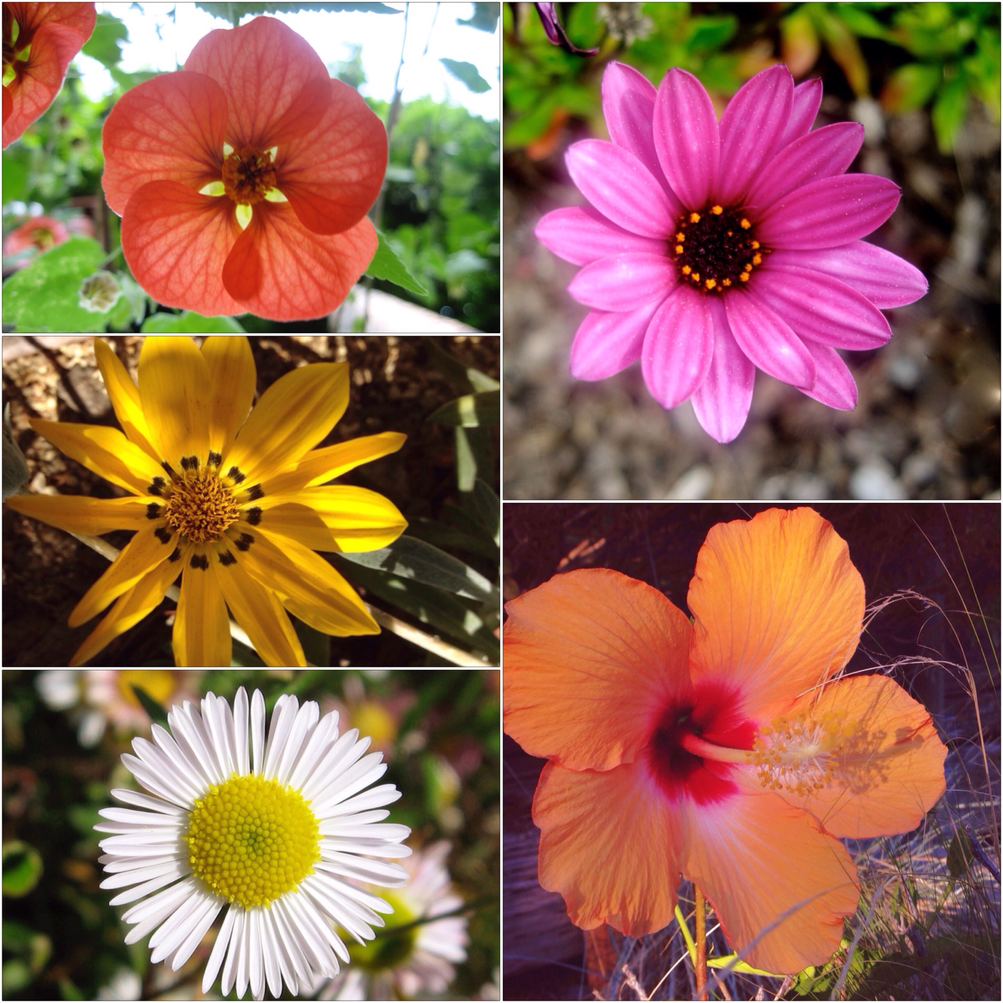 Un collage de cinco fotos de varias clases de flores