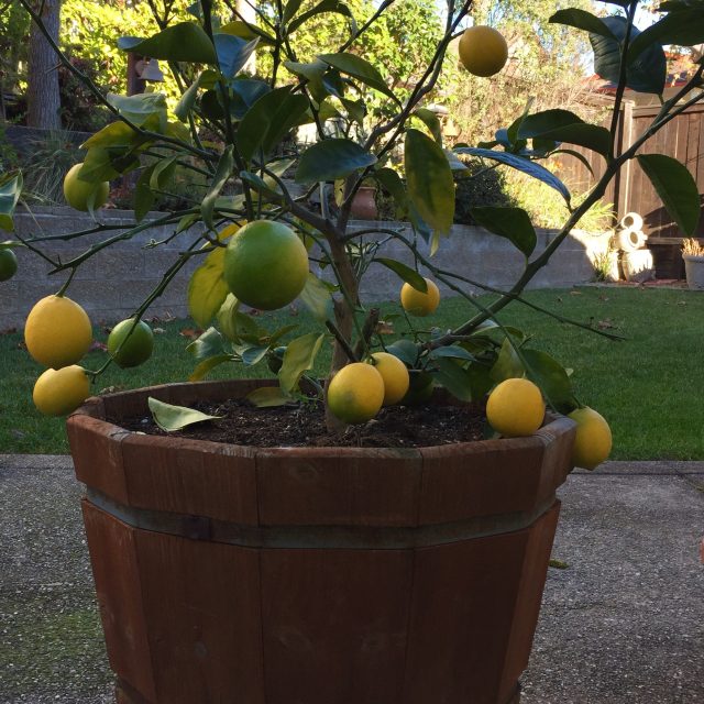 Lemon tree