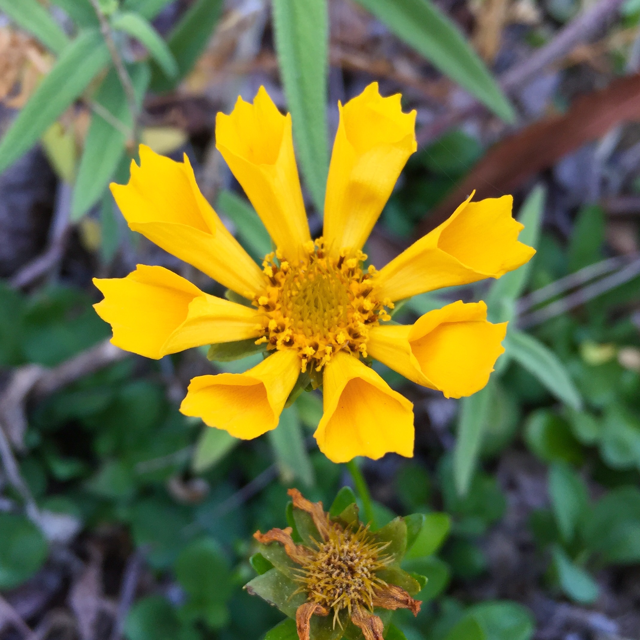 Una flor del jardín