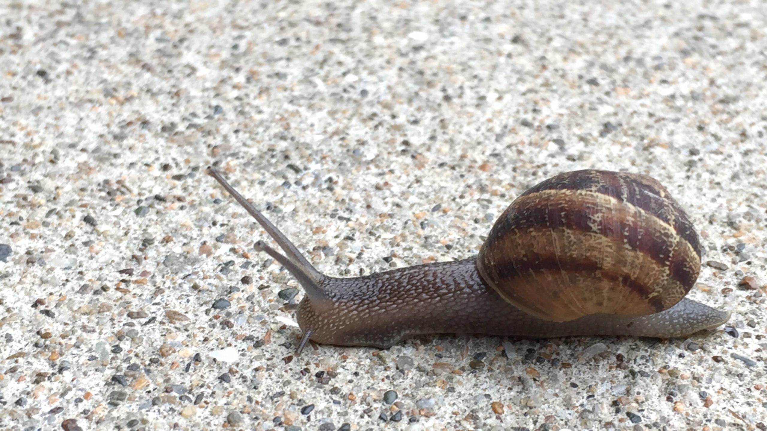 A snail