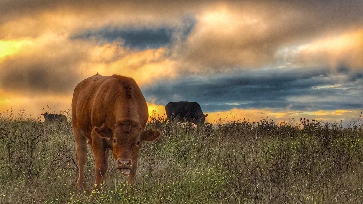 Cows roaming in Wildcat Canyon Park