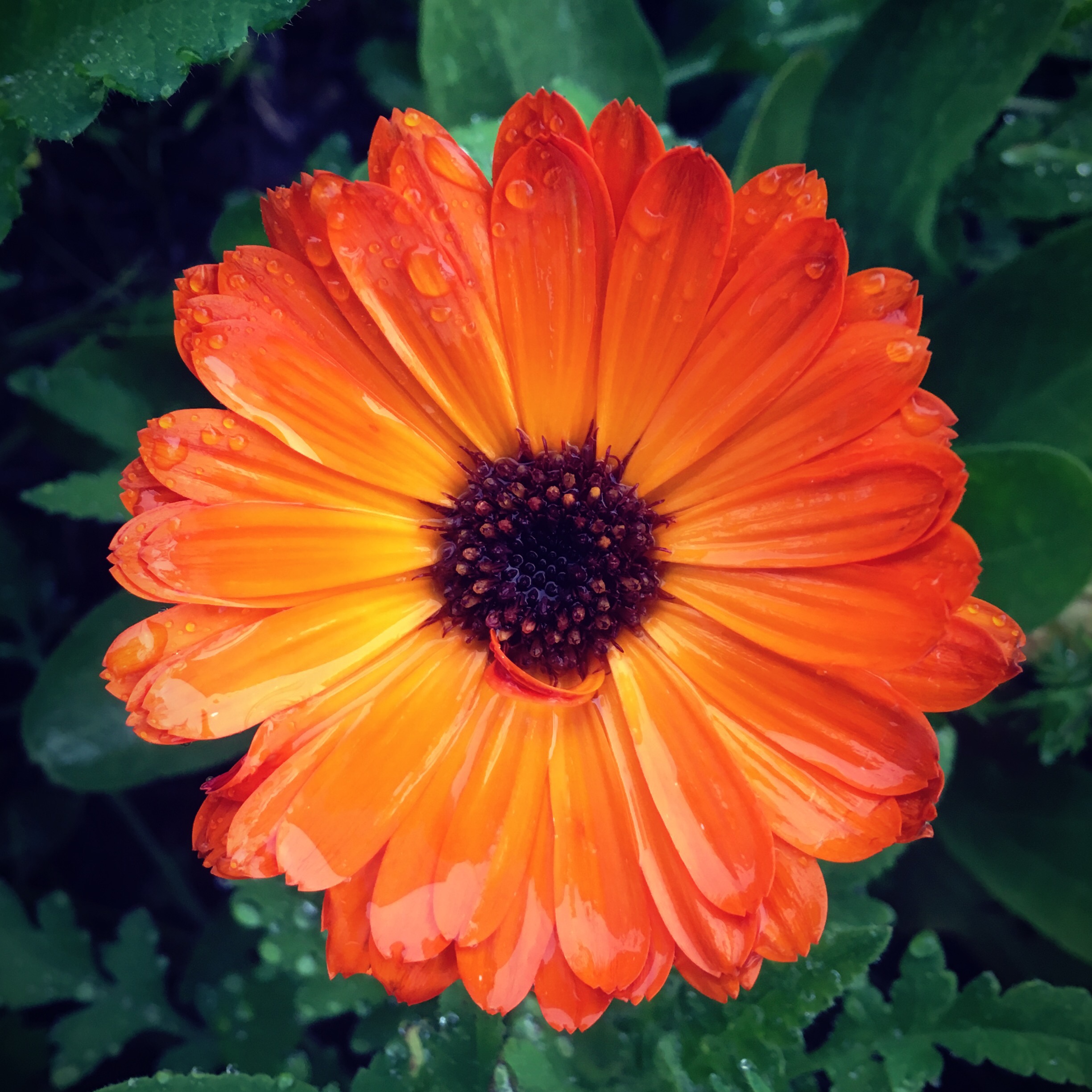 Una flor anaranjada de Berkeley