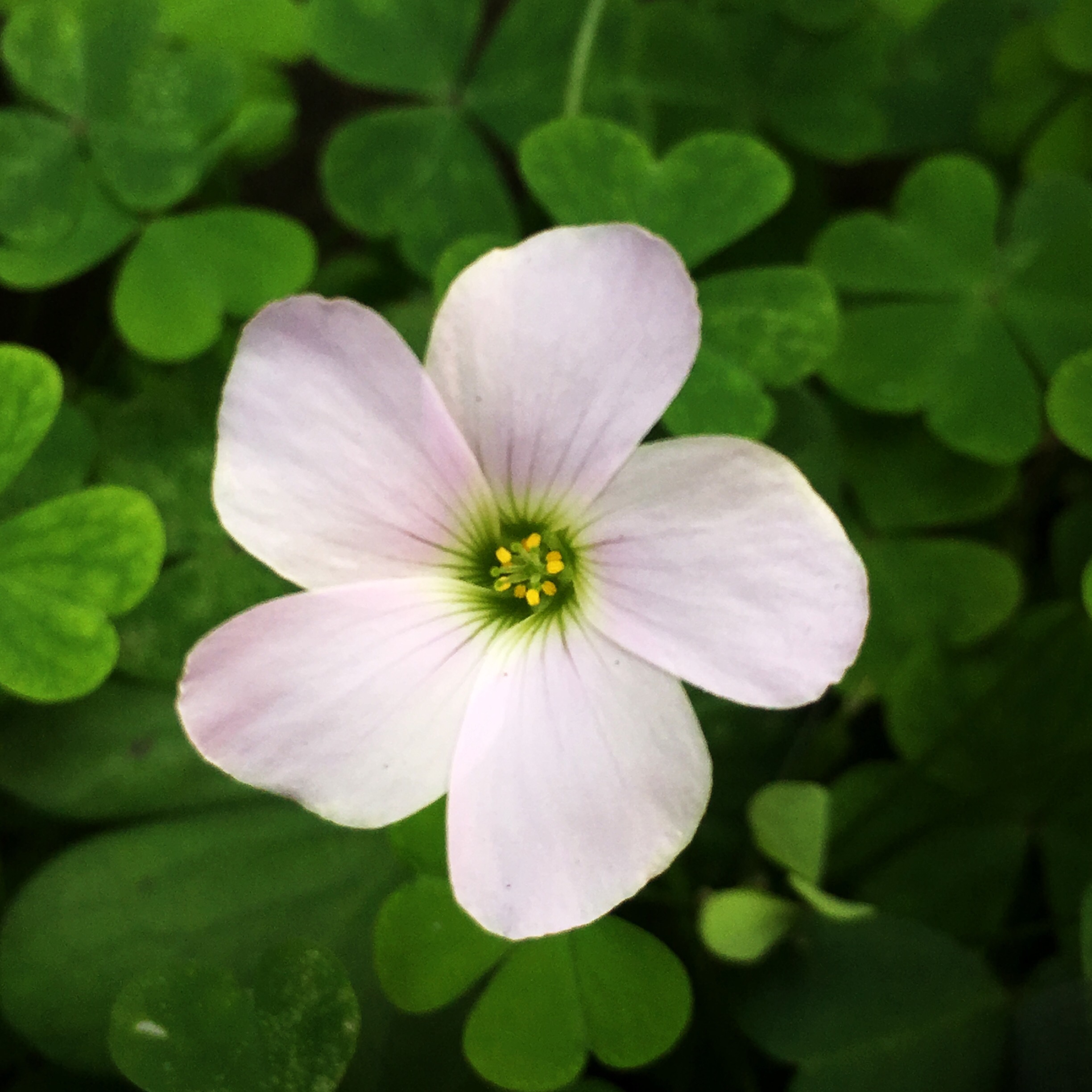 Flor