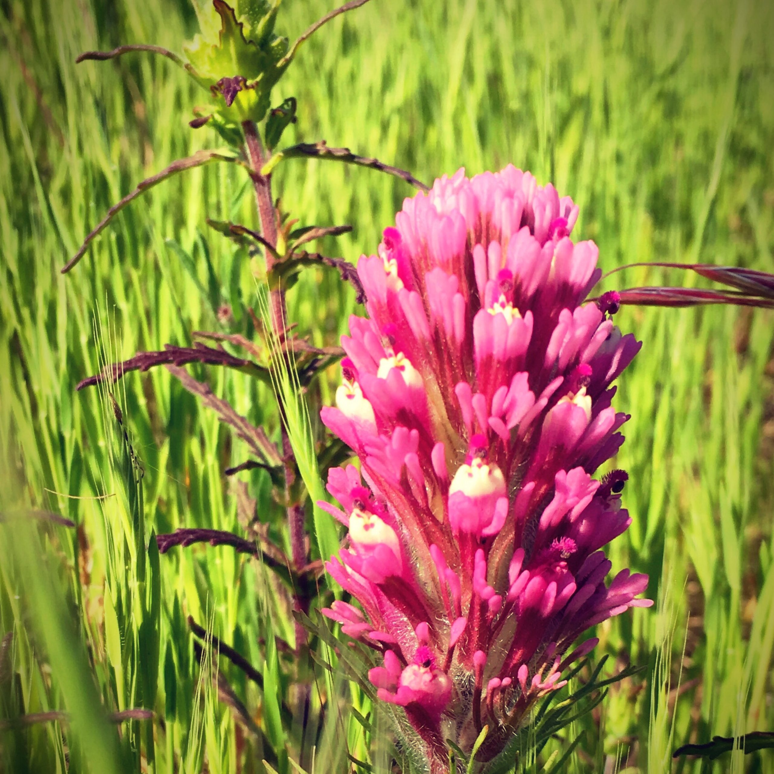 Una flor silvestre