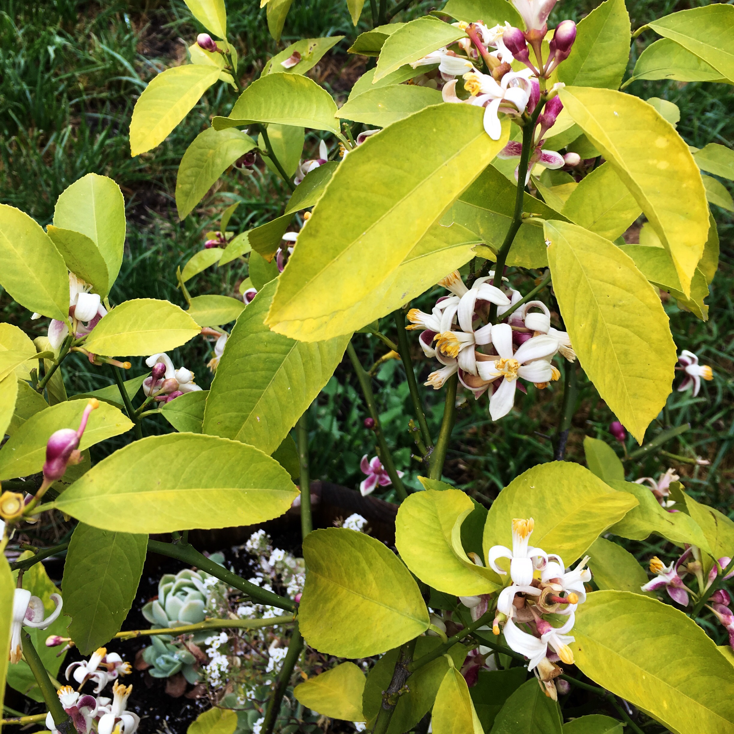 Flores del palo de limón