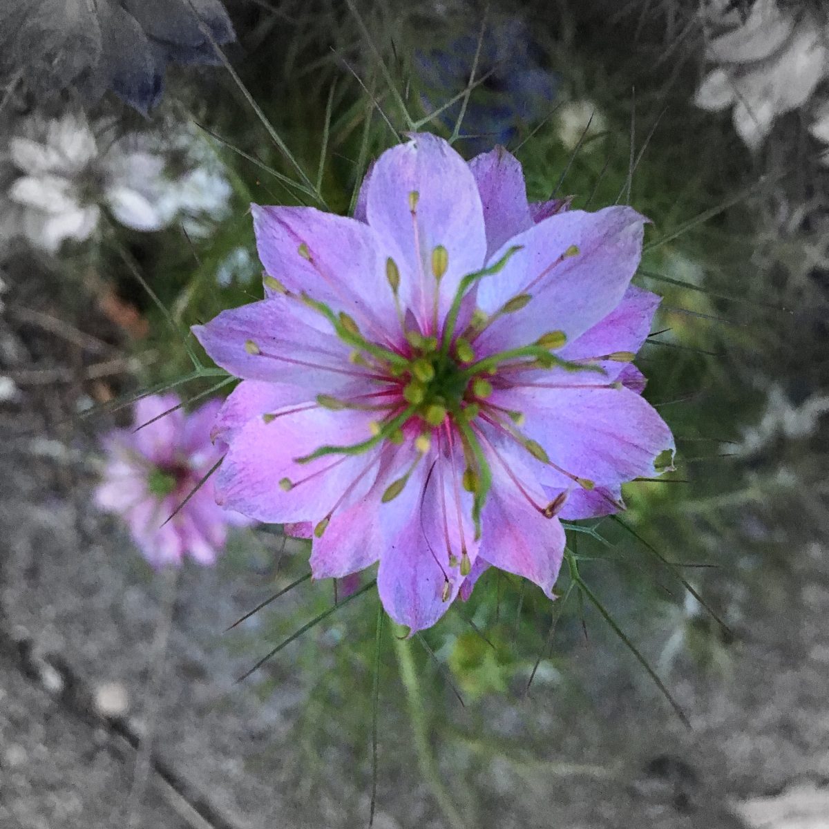 Una flor durante el mes de mayo