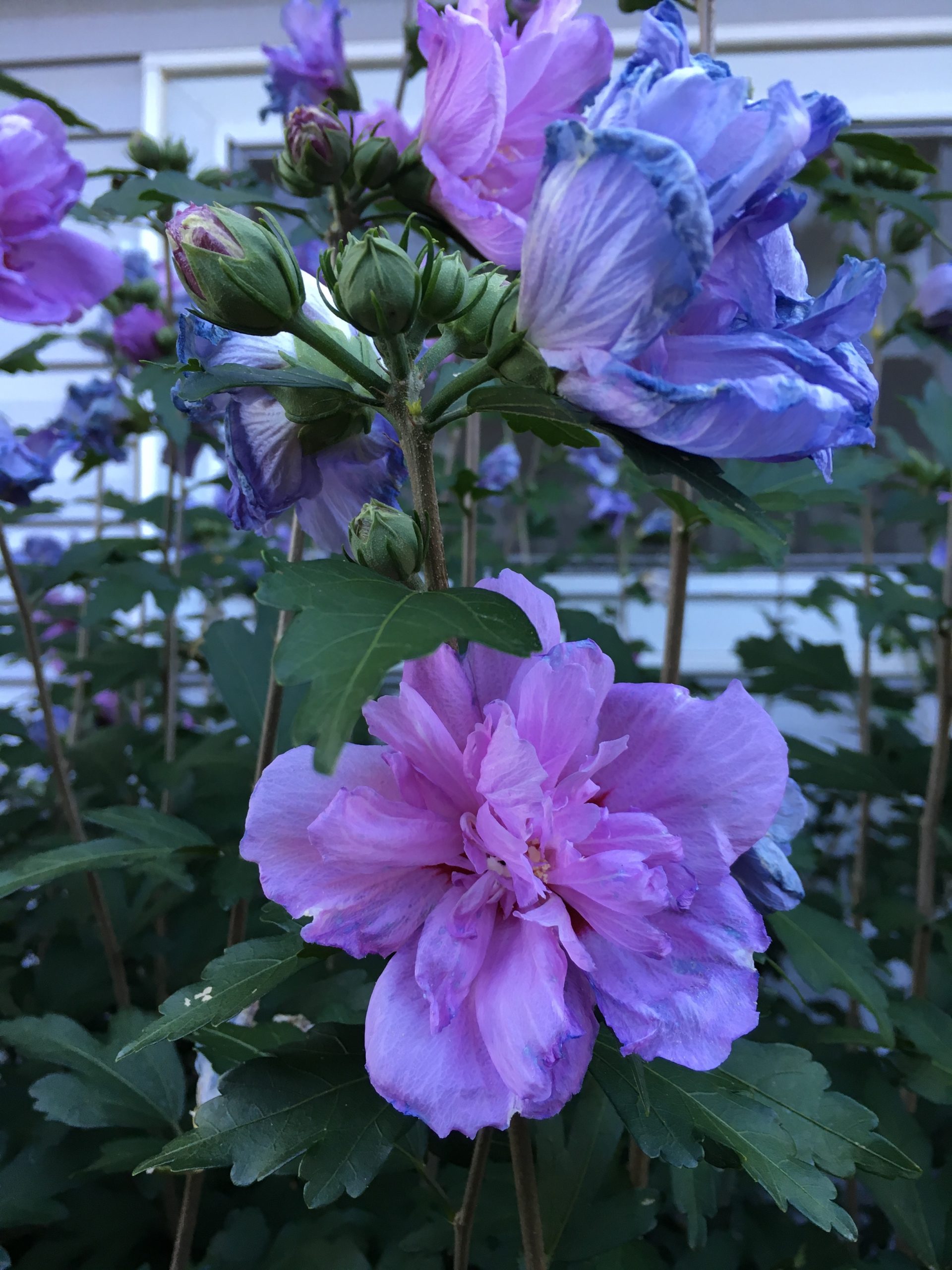 Flores de Connecticut