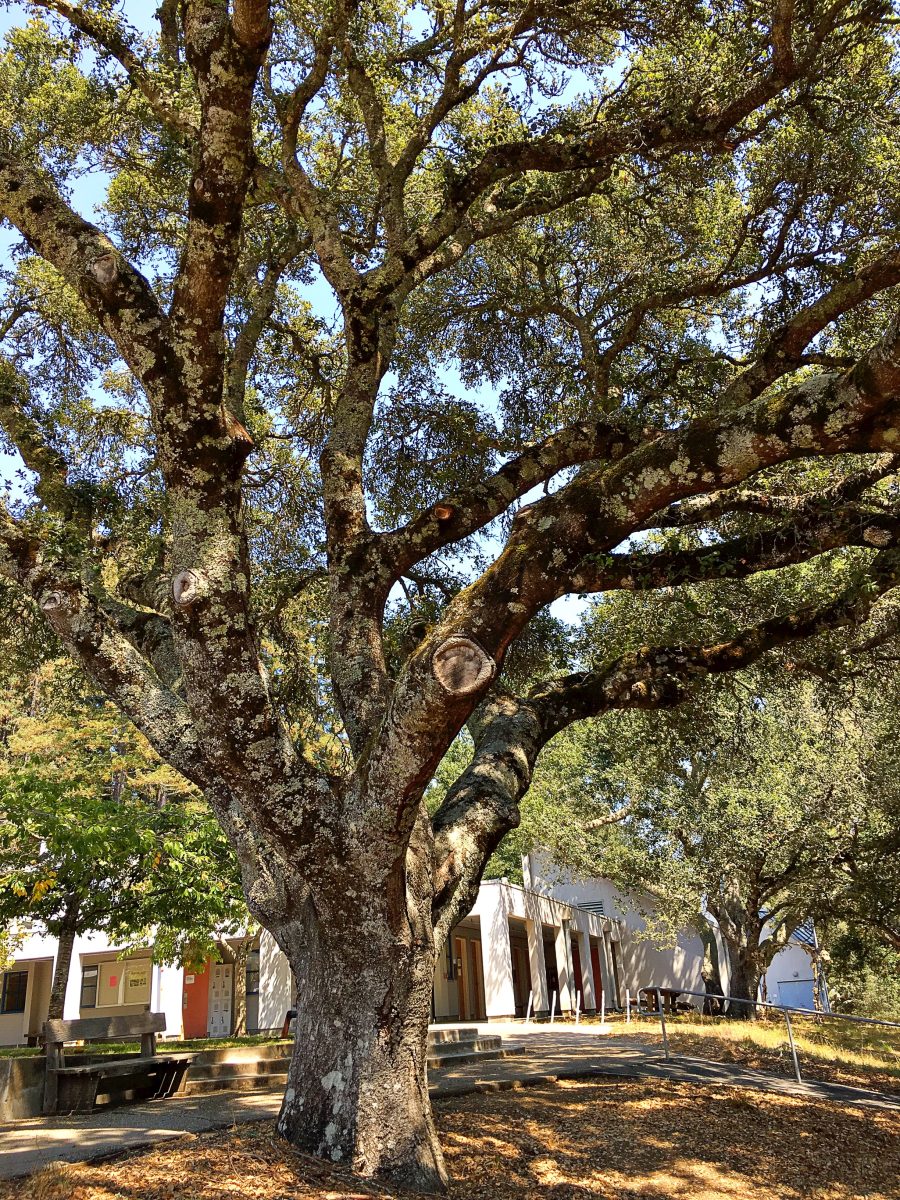 Un árbol de UC Santa Cruz