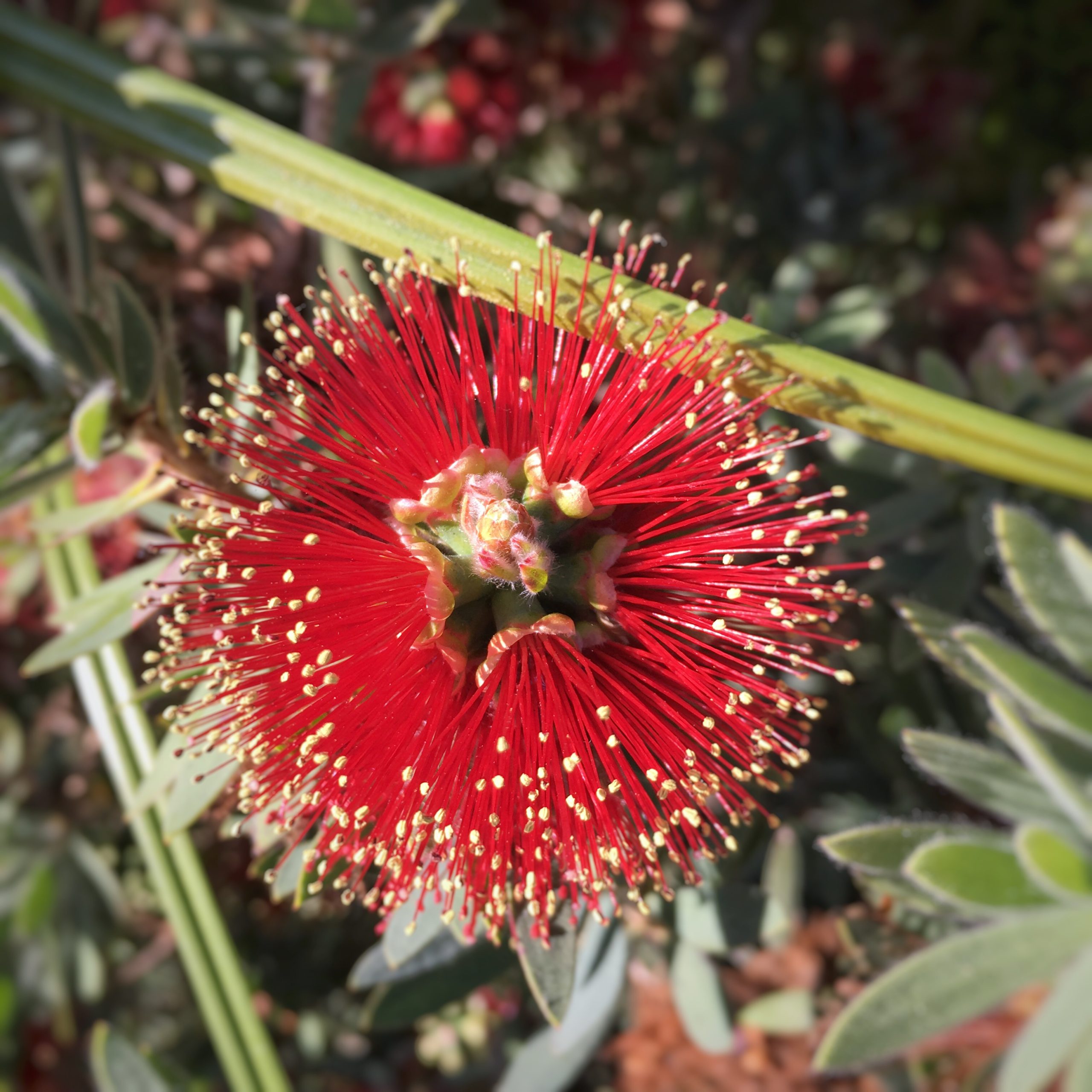 Una flor