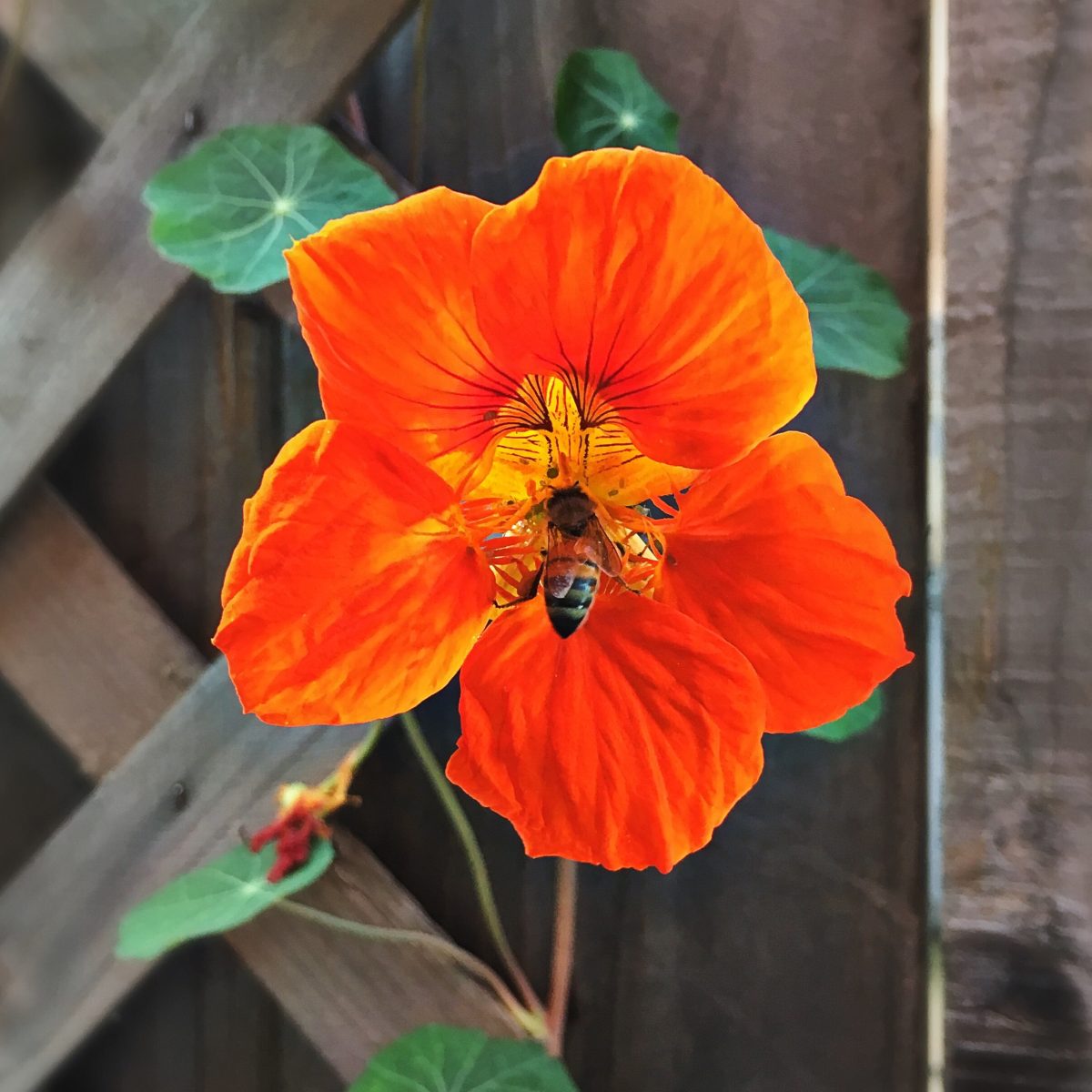 Una flor capuchina