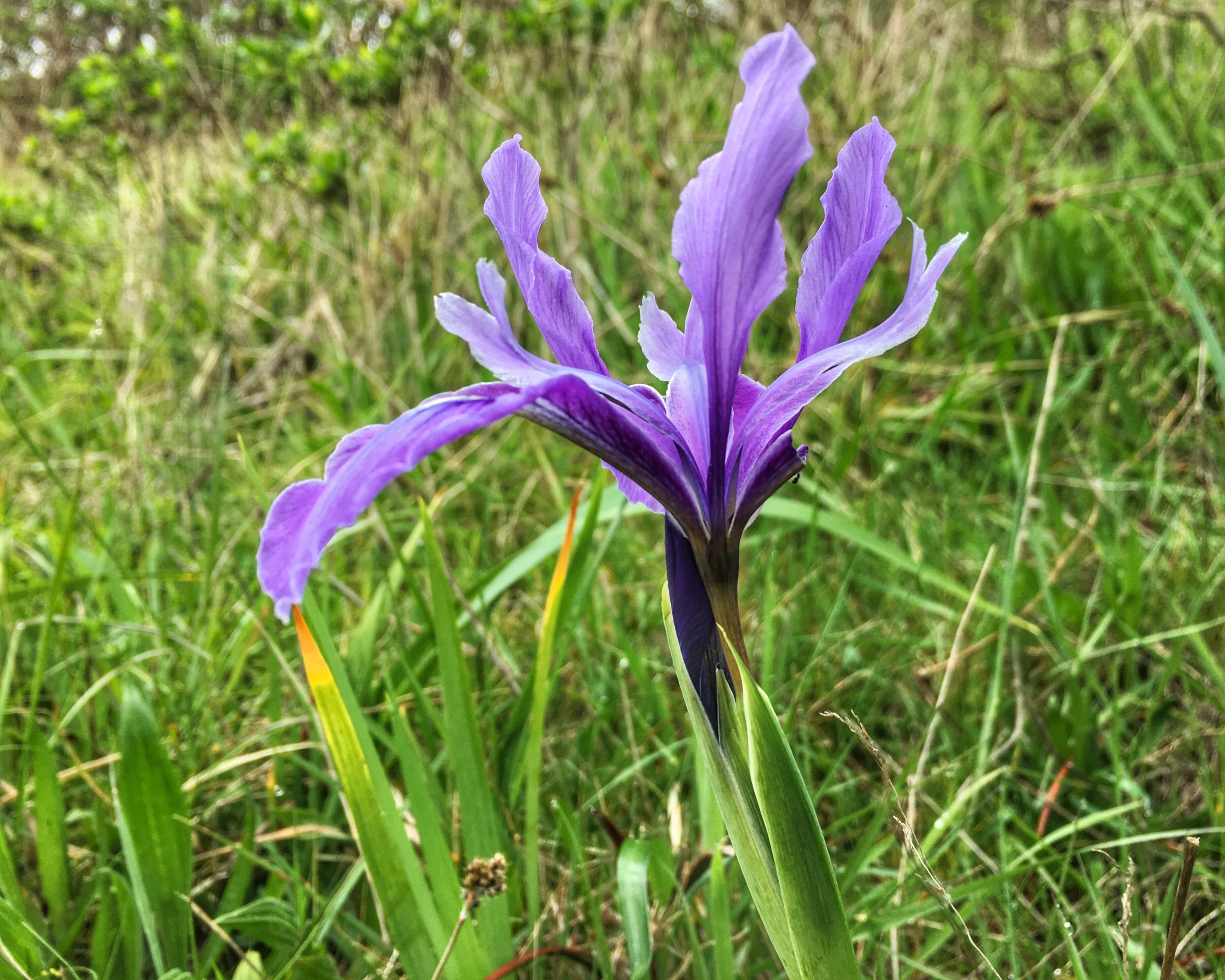 Una flor de Inverness, CA