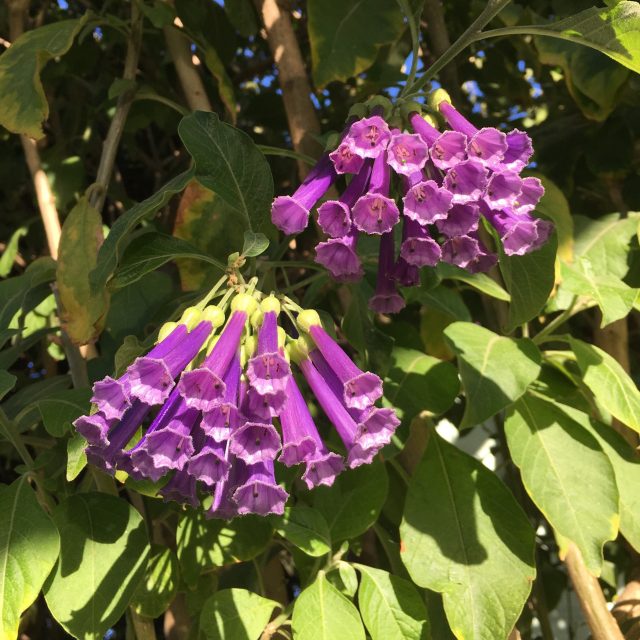Flores
