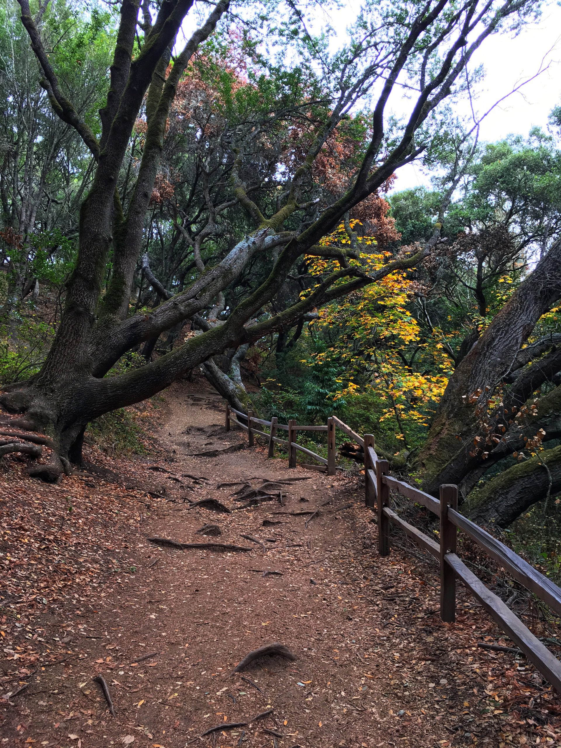 Tilden Park