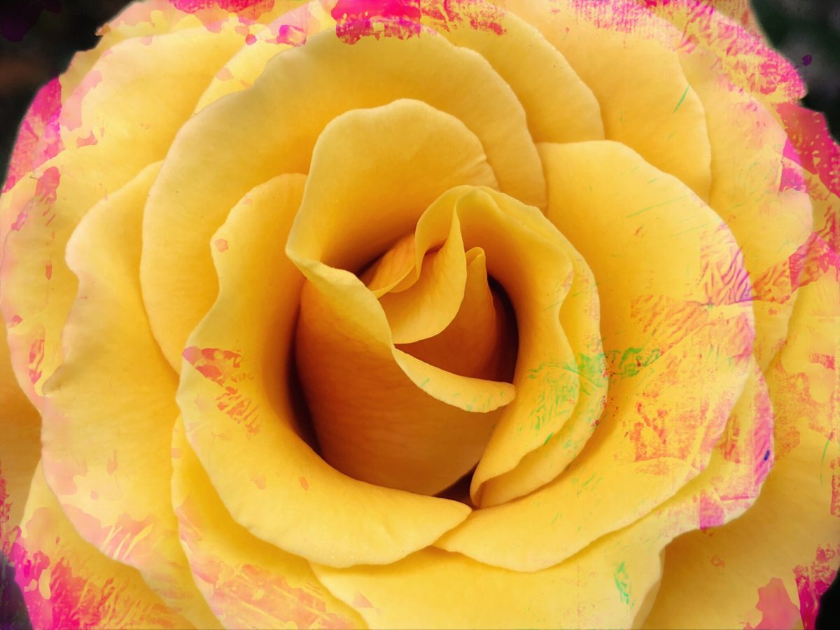A yellow and reddish rose