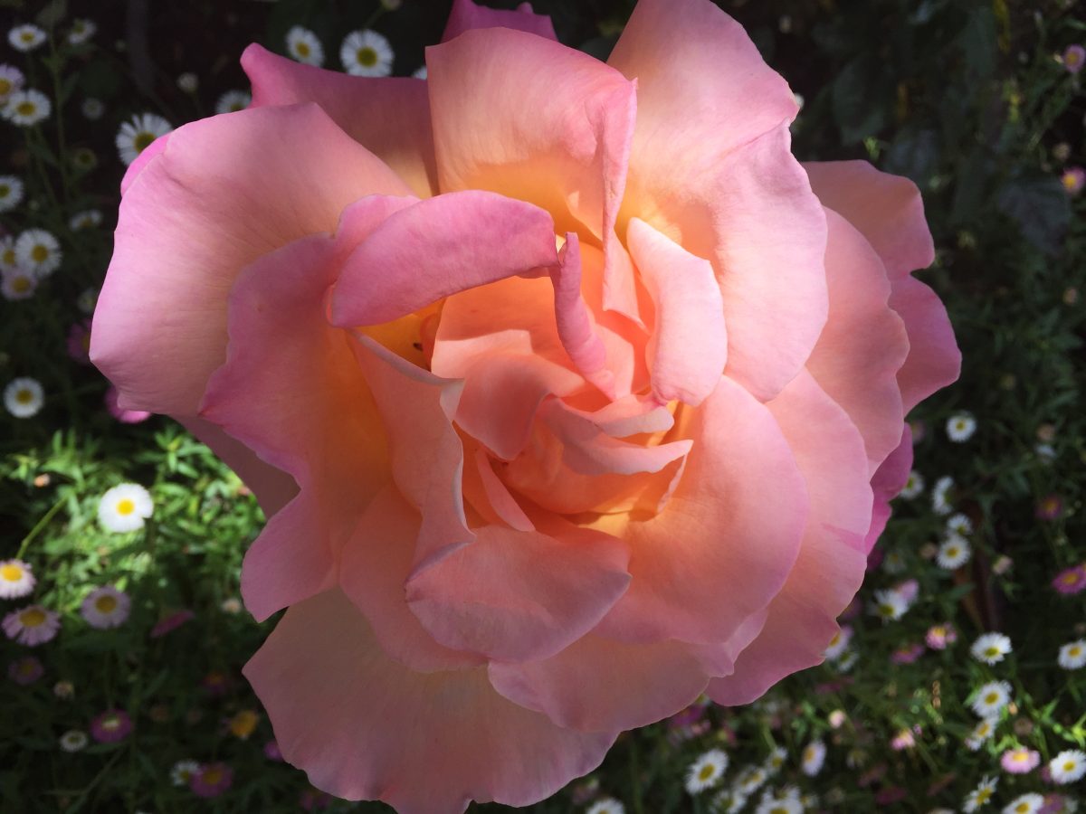 Pink rose