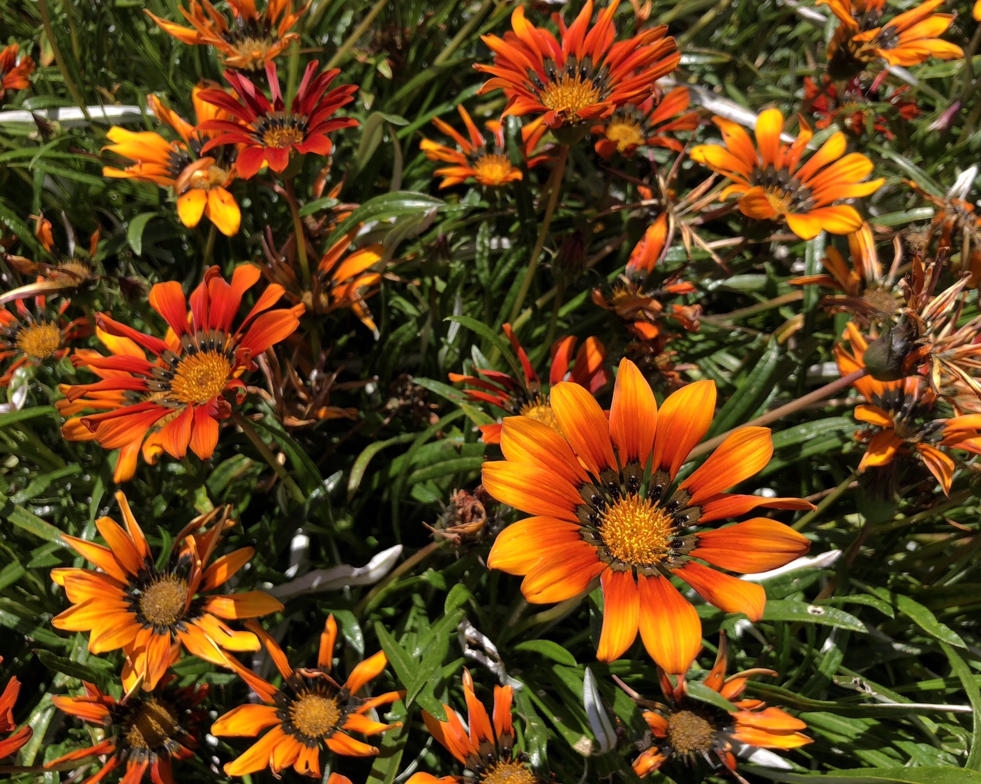 Flowers from the UC Berkeley campus