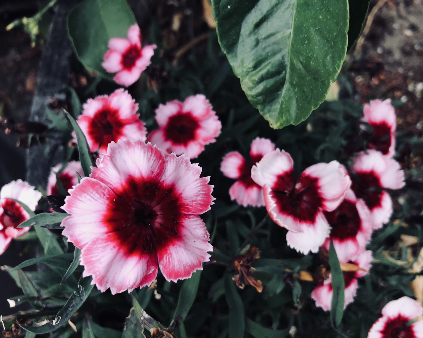 Flores