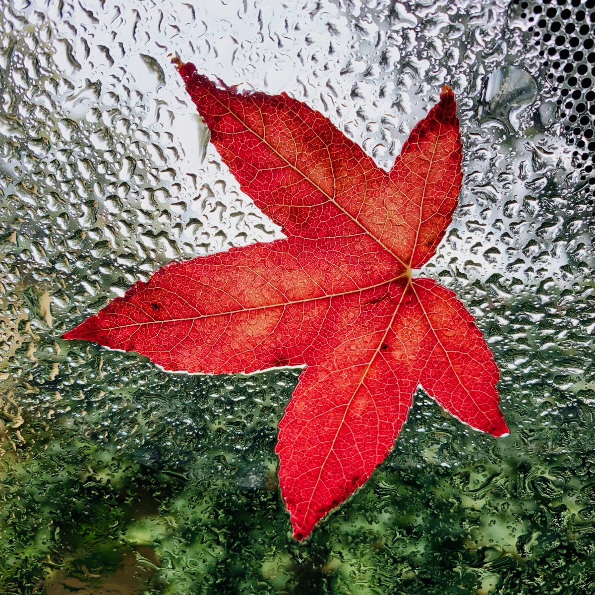 A colorful leaf on the windshield during a rainy day