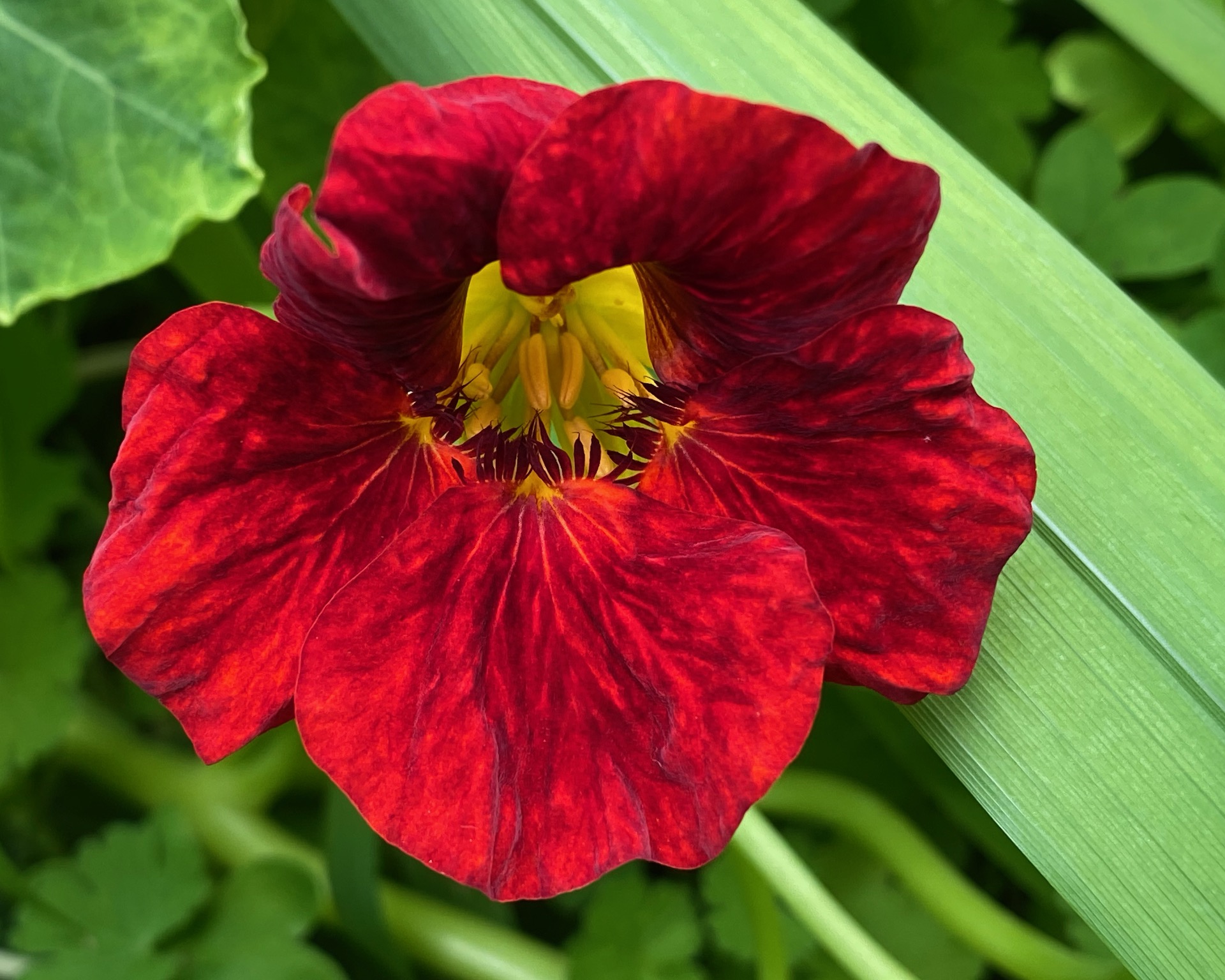 Capuchina