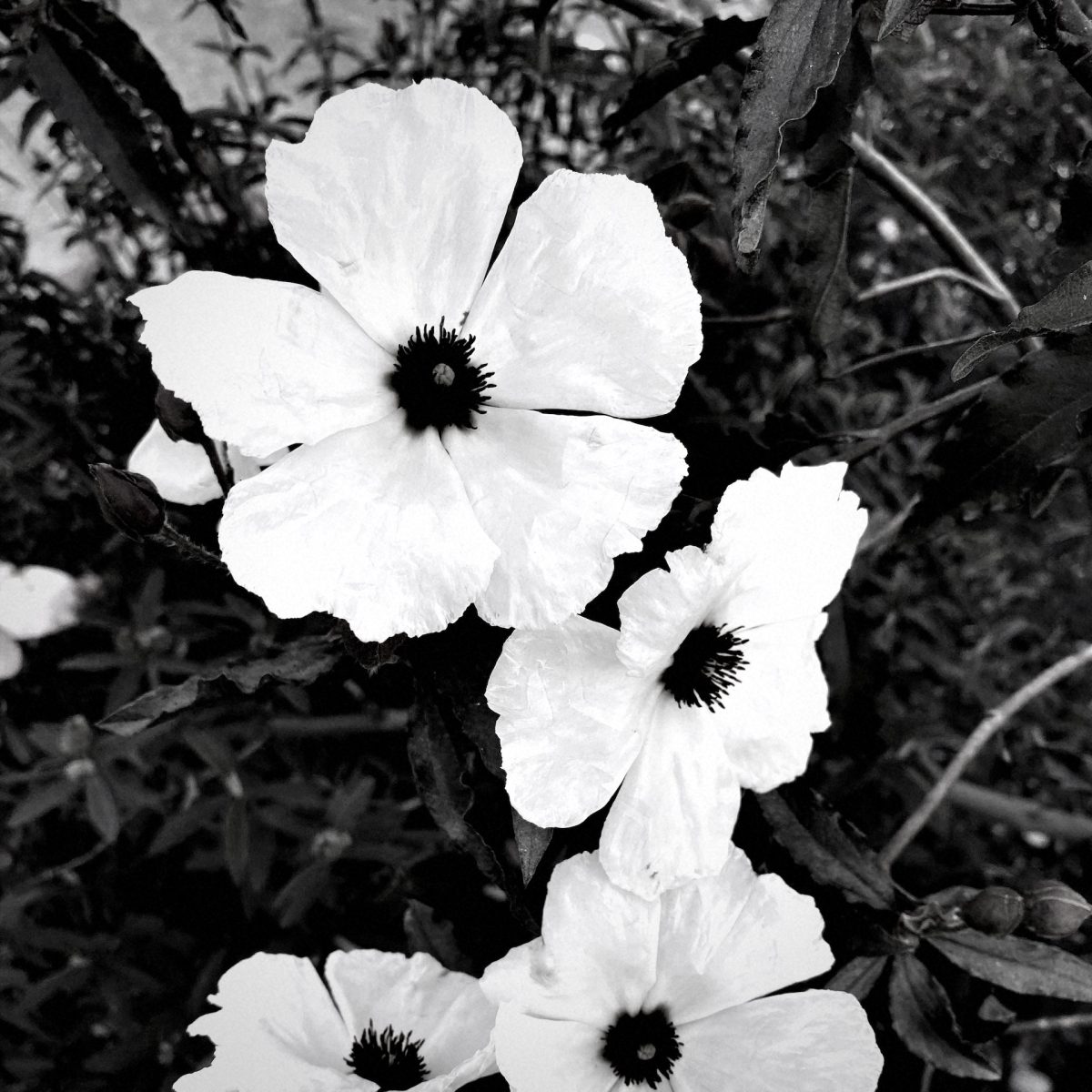 Black and White flowers