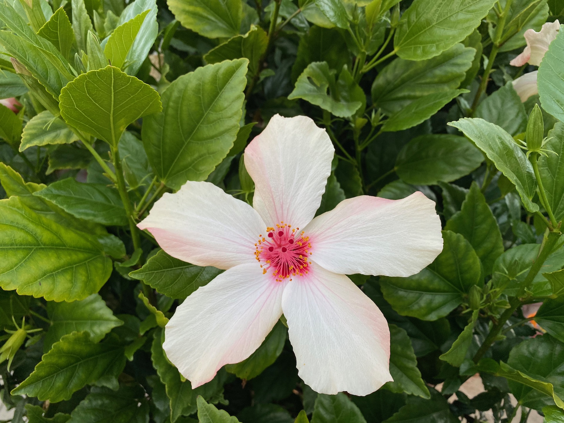Flor de Berkeley