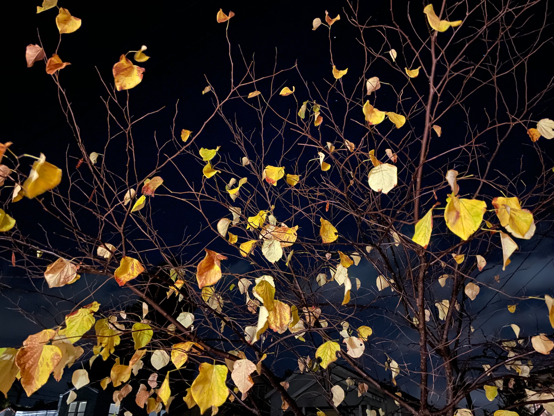 Photos of leaves during winter using Nightmode on iPhone.