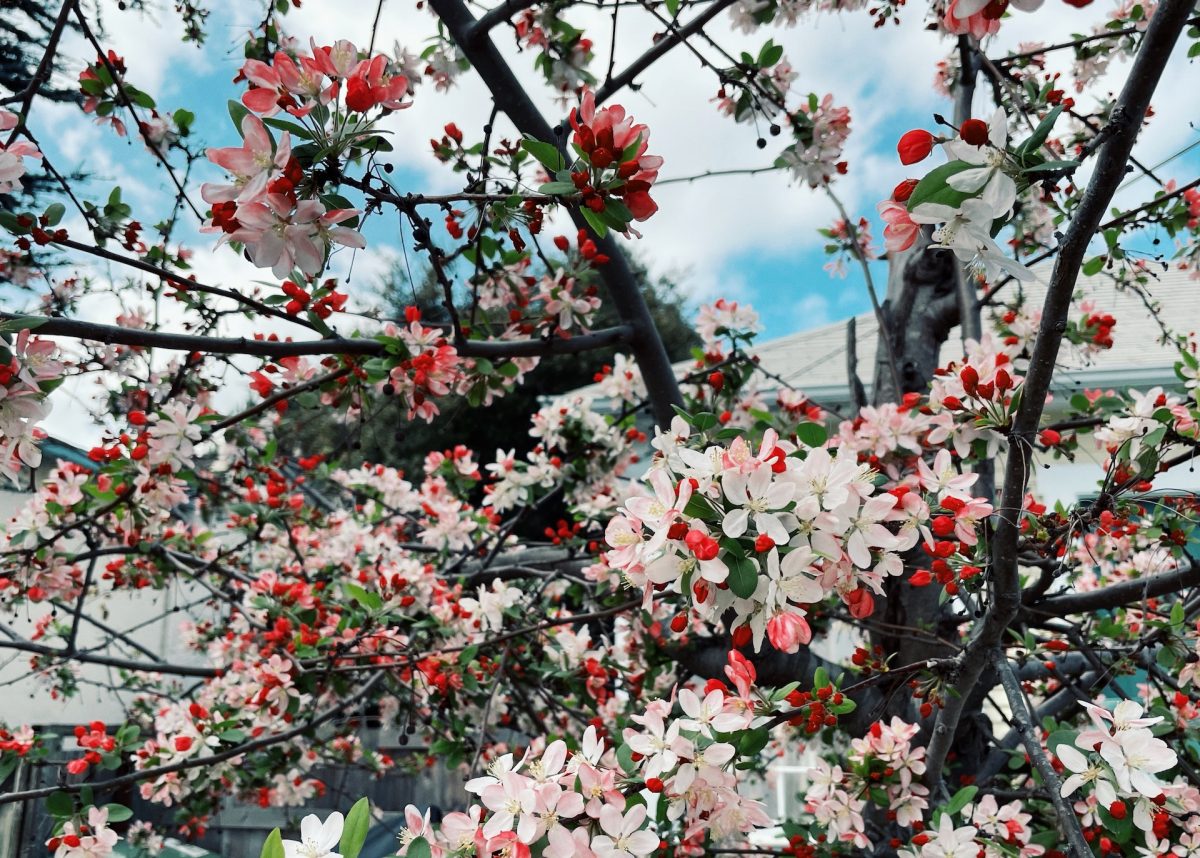 Cherry Blossoms
