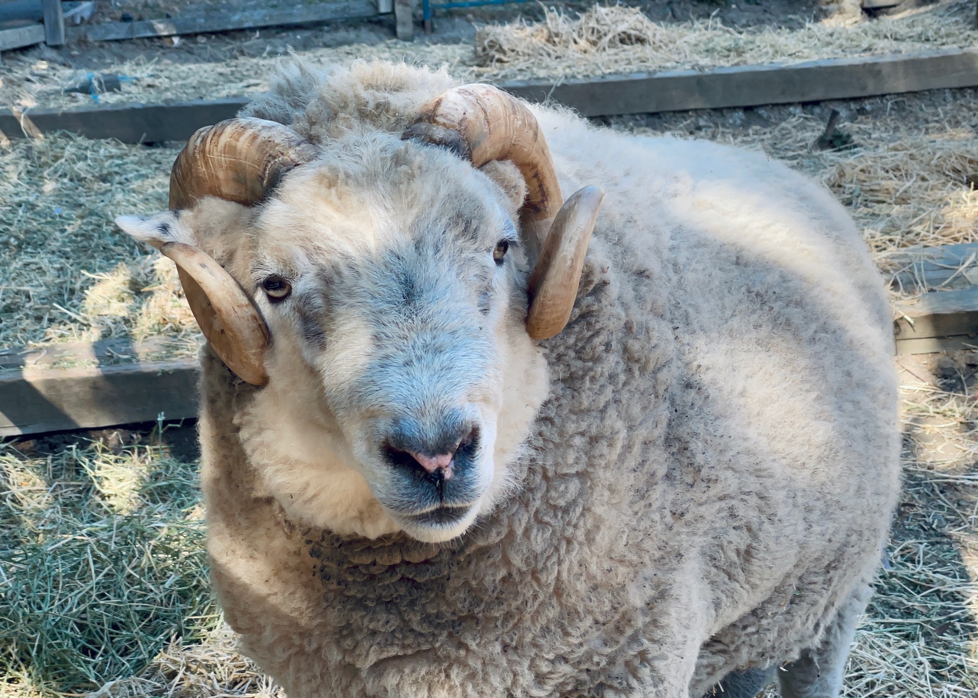 Ramsey the ram at The Little Farm in Tilden