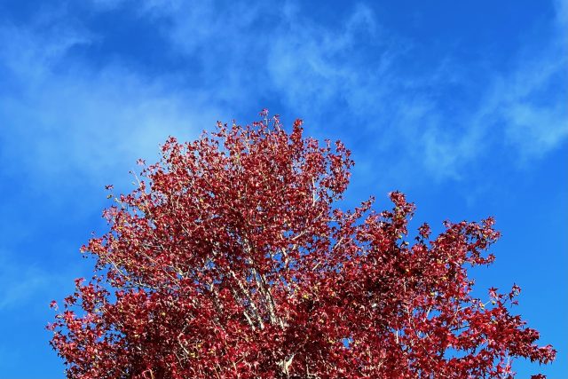 Leaves in Berkeley during the winter season
