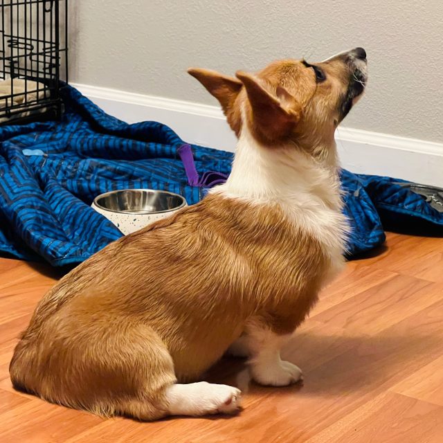 Mayday, Chando's corgi