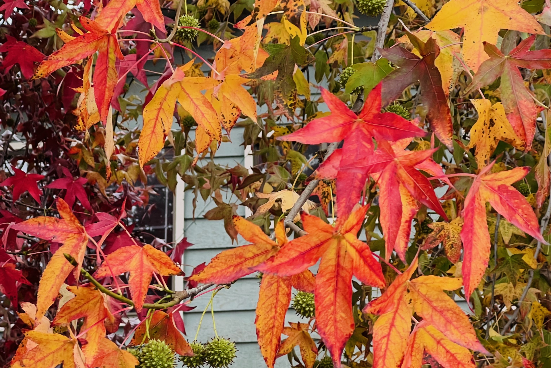 Colorful leaves during the winter season in Berkeley