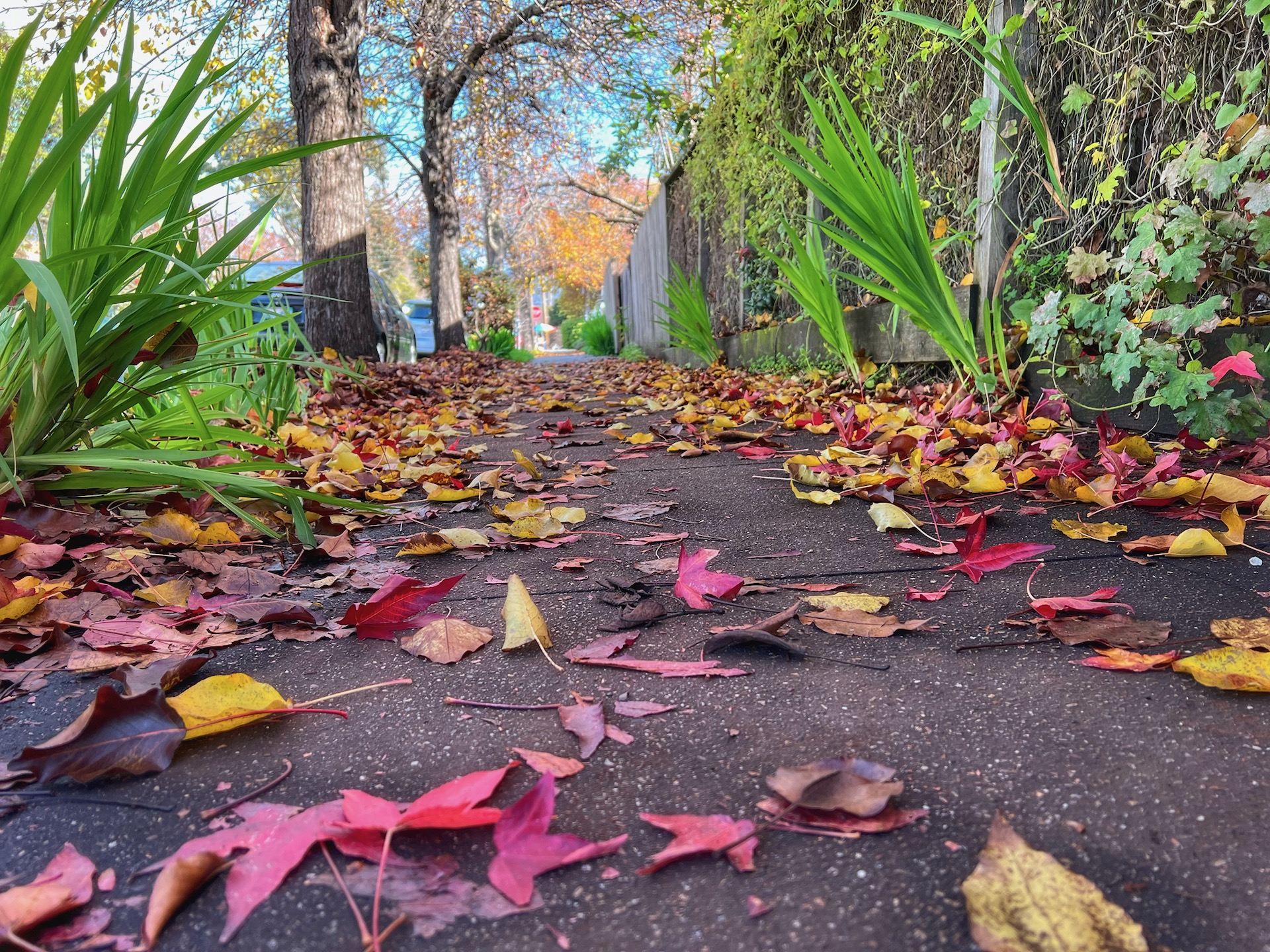 Colorful leaves on the sidewalk in Berkeley during January