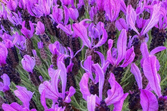 Flores