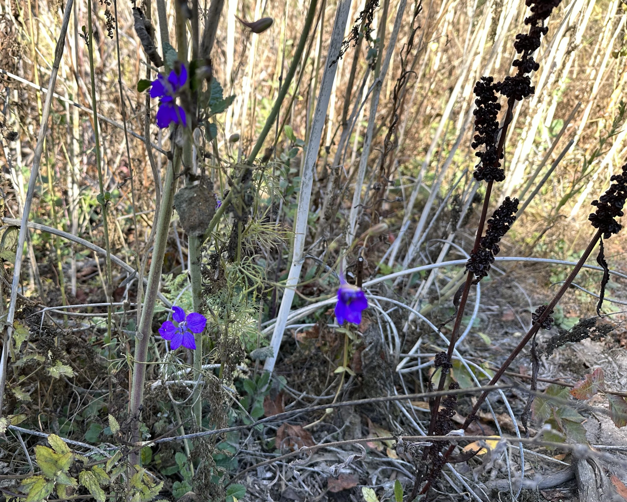 Flores de Tilden Park