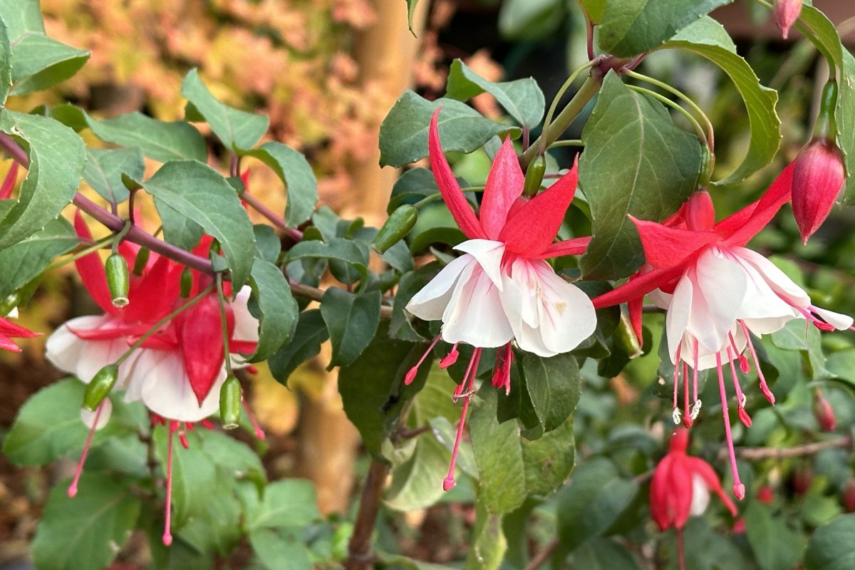 Red and white color flowers from Berkeley 
