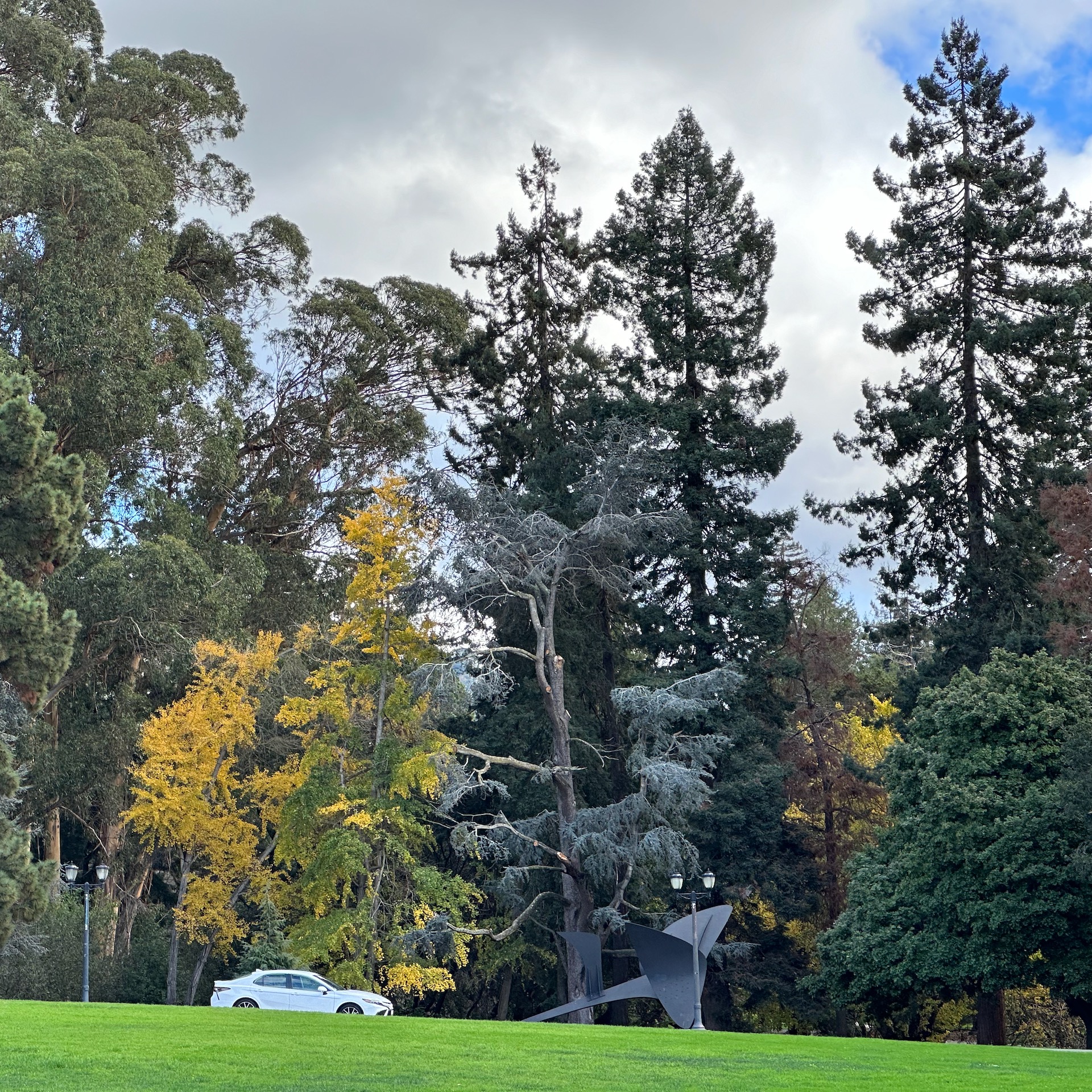 The Calder sculpture and the trees around it at the UC Berkeley campus