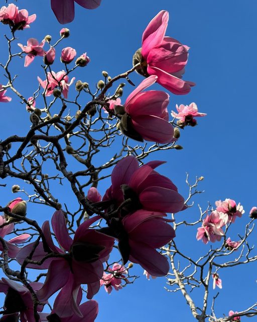 Flowers from the UCB campus