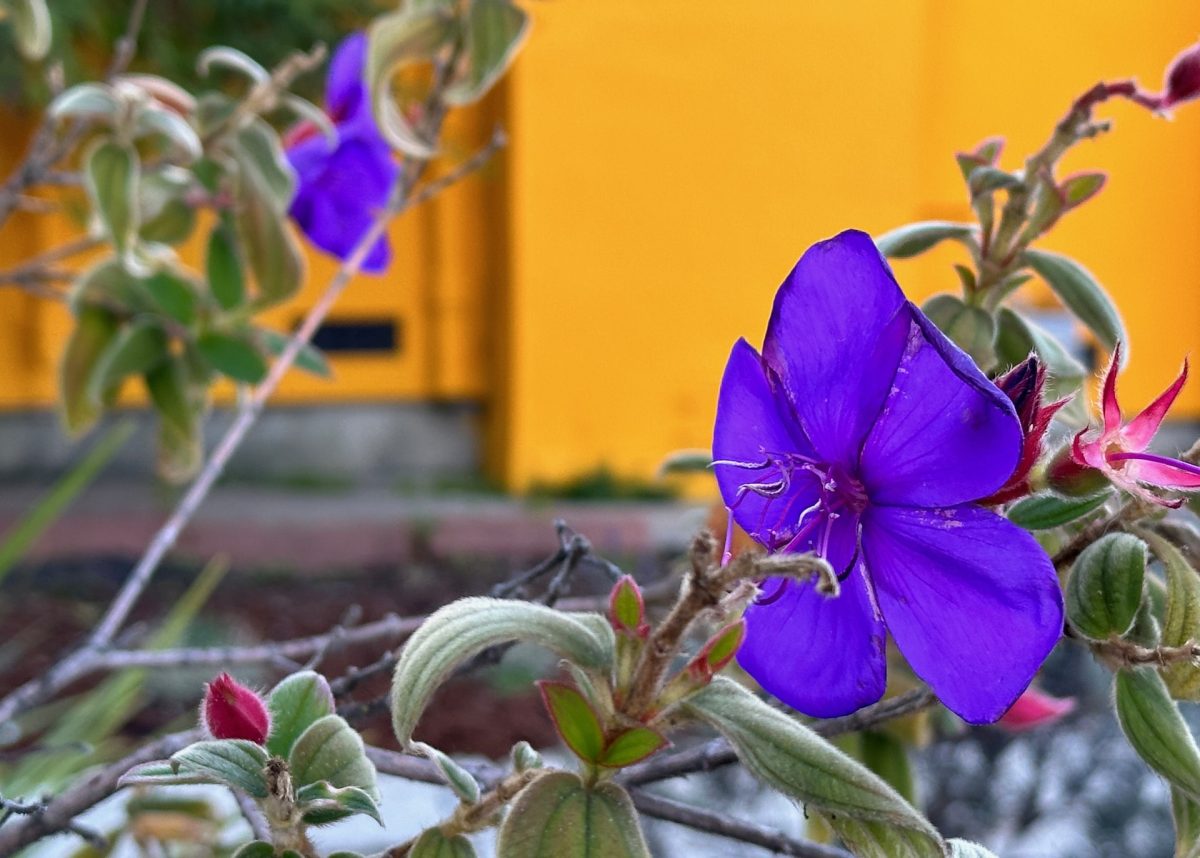Una flor de Berkeley con una casa de color amarillento en el trasfondo 