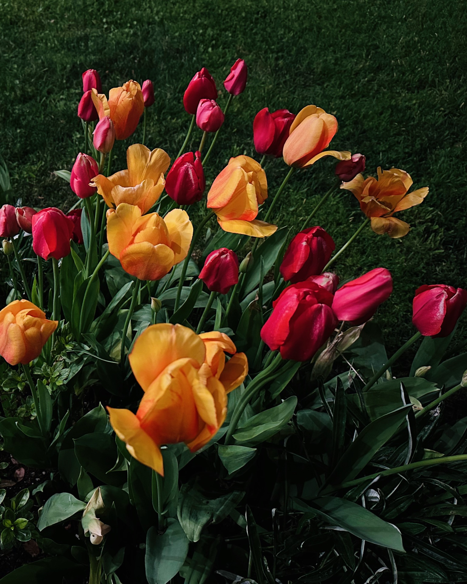Tulips