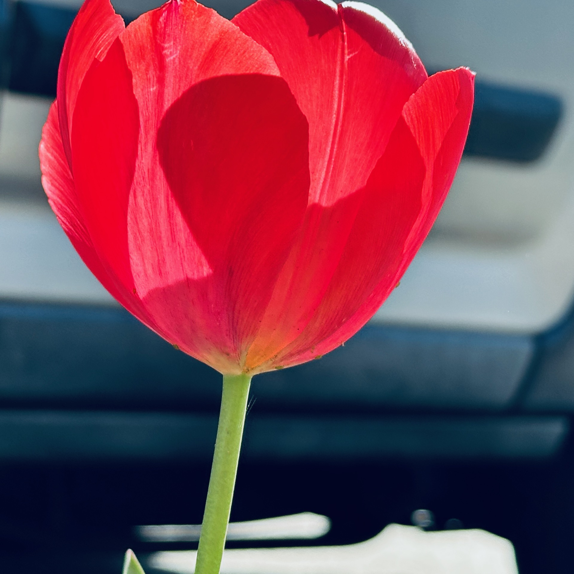 Tulipán