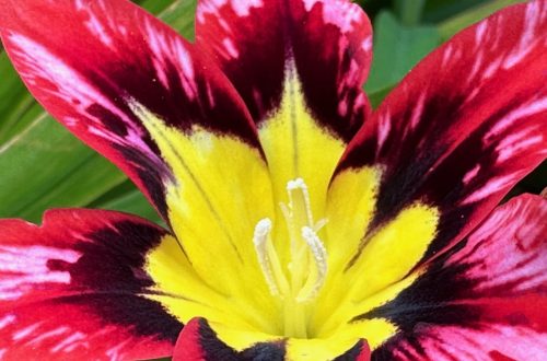 Una flor del barrio