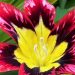 Una flor del barrio