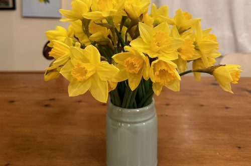 Narcisos
