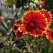 Photo of flowers using night mode